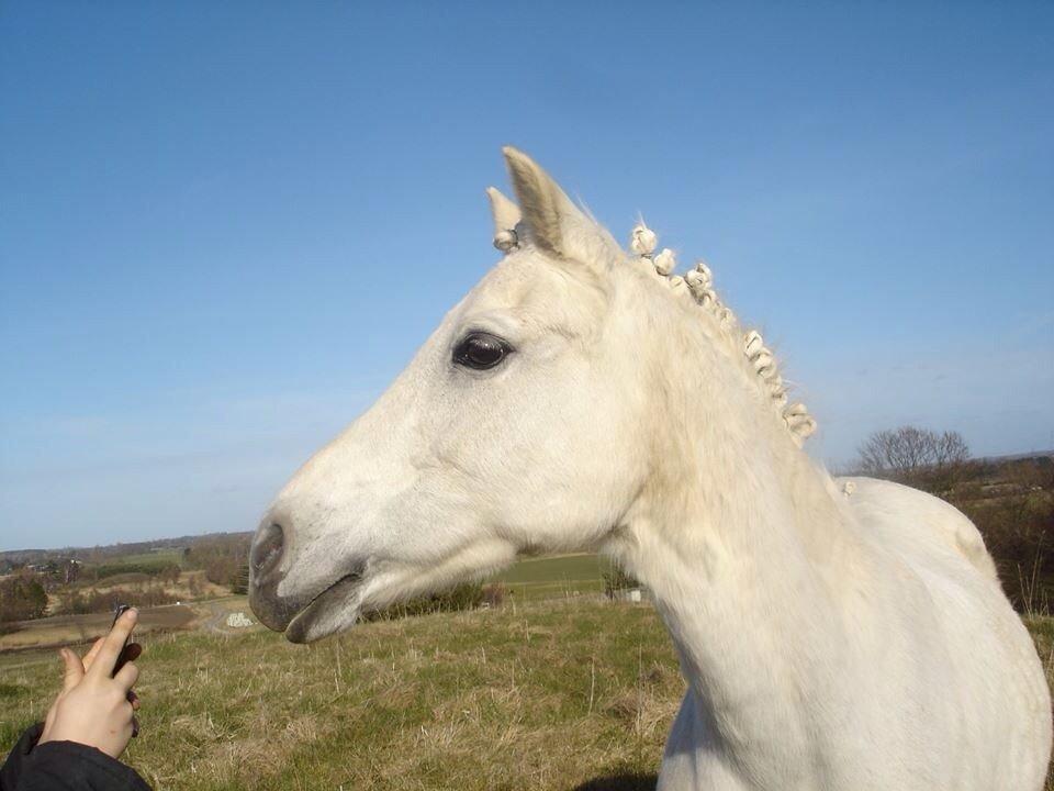 Tysk Sportspony Alina<3(tidl.part) billede 17