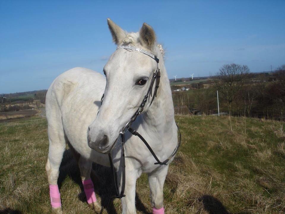 Tysk Sportspony Alina<3(tidl.part) billede 22