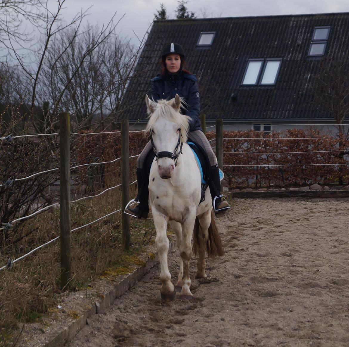 Knabstrupper Kastanielund's Alf billede 6