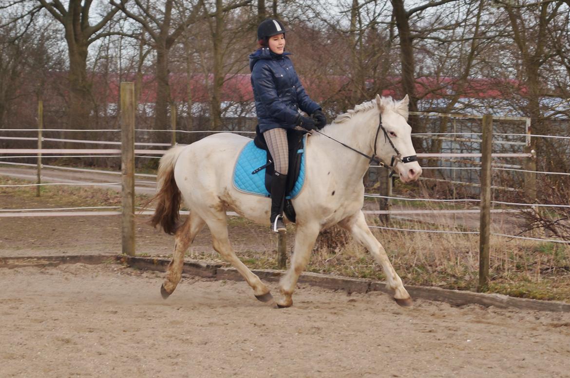 Knabstrupper Kastanielund's Alf billede 4