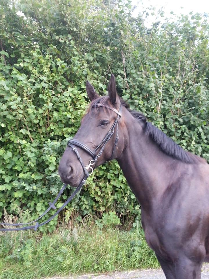 Oldenborg Uttrupgårds Prinsesse <3 Himmelhest <3 billede 2