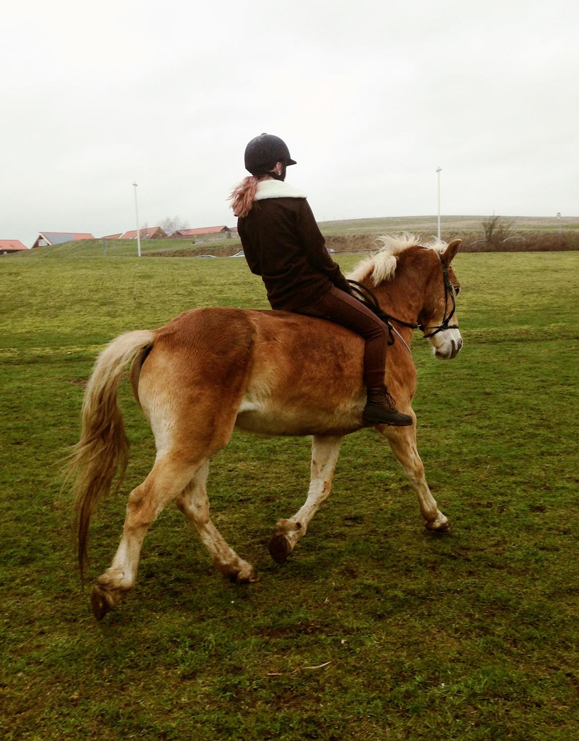 Haflinger Arn billede 2