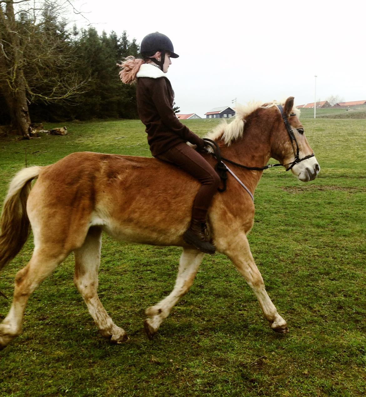 Haflinger Arn billede 13