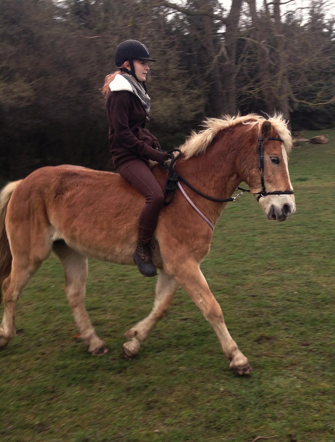 Haflinger Arn billede 14