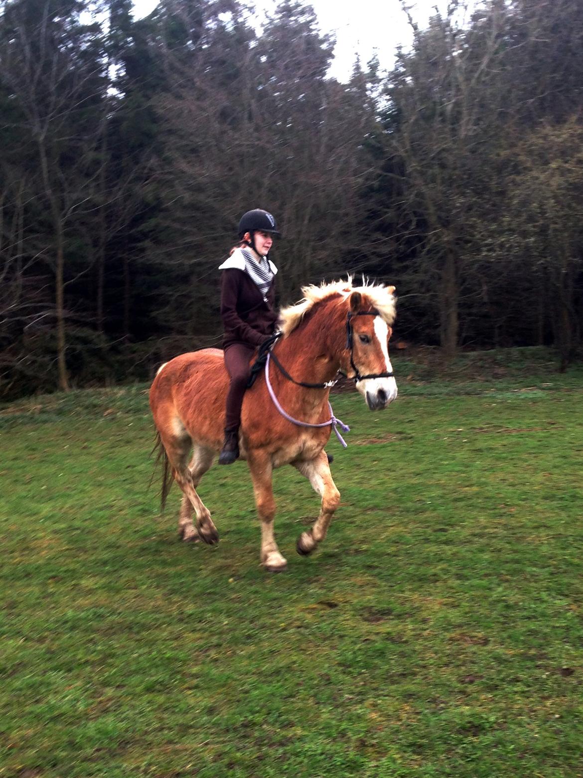 Haflinger Arn billede 4