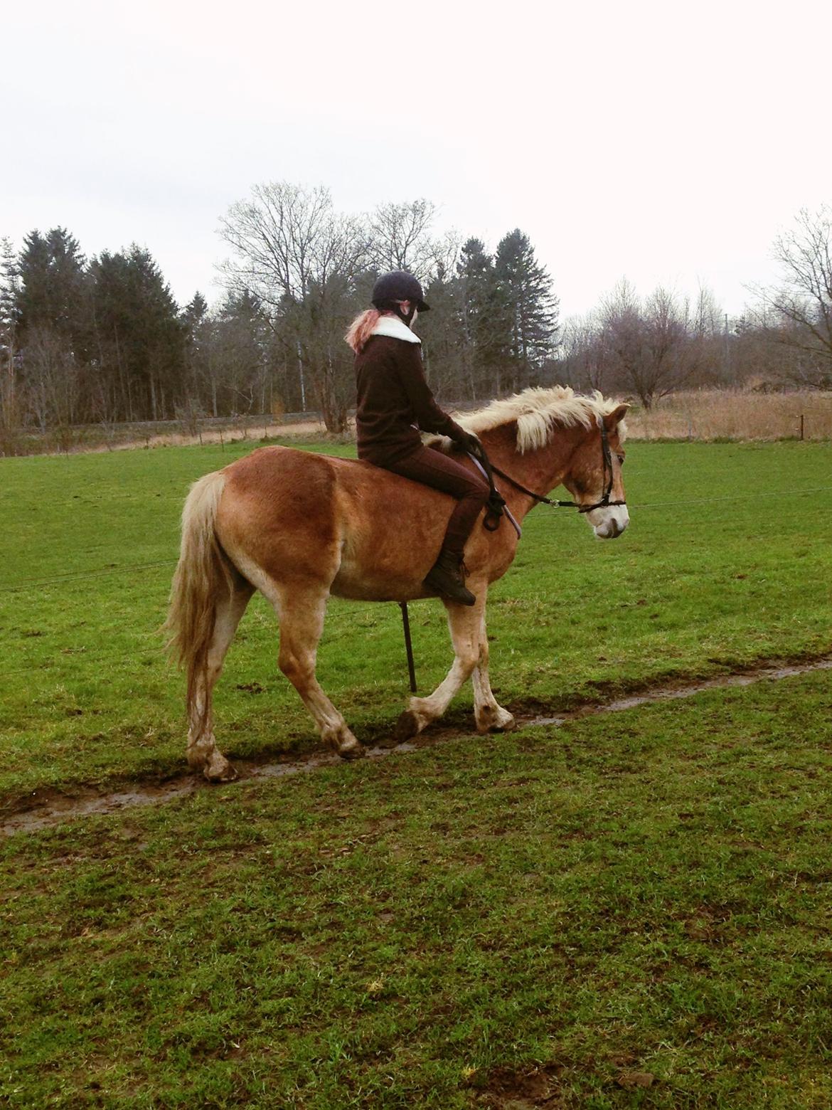 Haflinger Arn billede 12