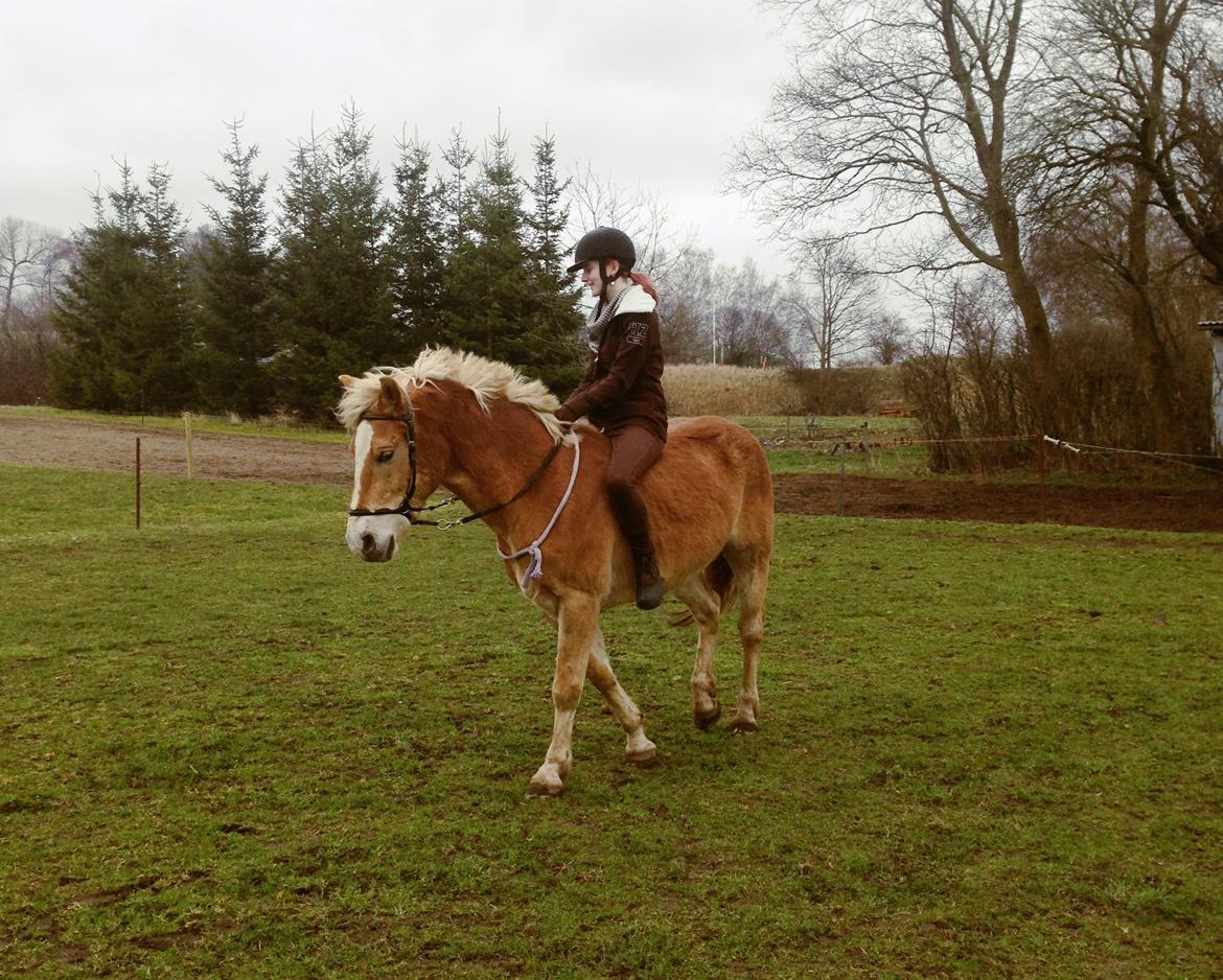 Haflinger Arn billede 8