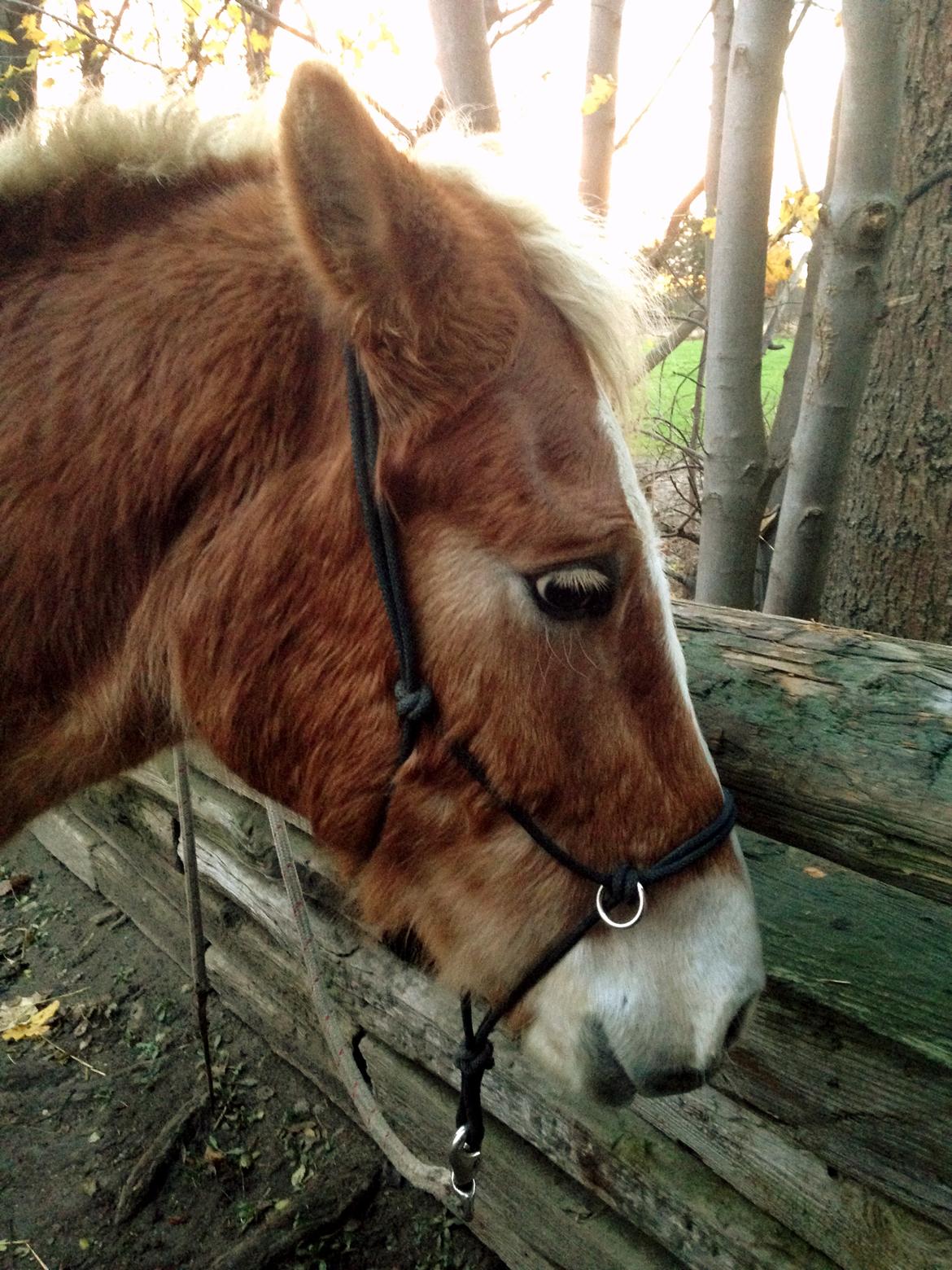 Haflinger Arn billede 5