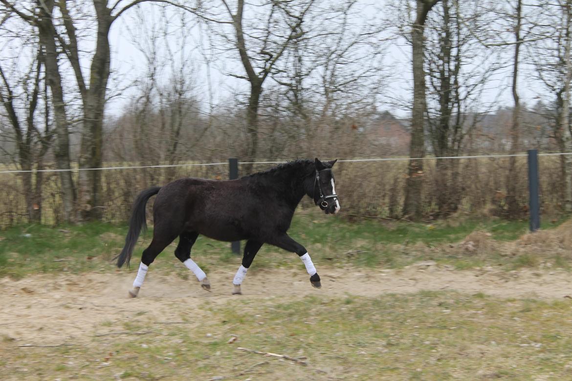 Welsh Mountain (sec A) Nørrehedens Bounty billede 11