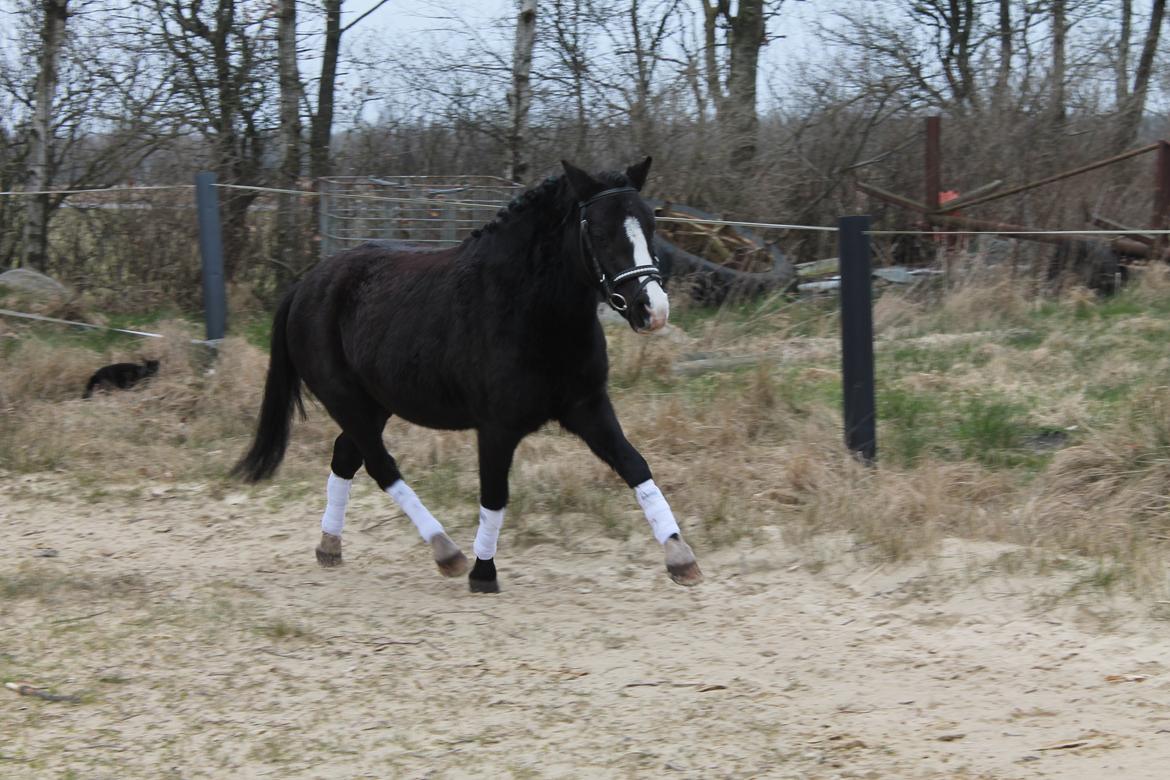 Welsh Mountain (sec A) Nørrehedens Bounty billede 5