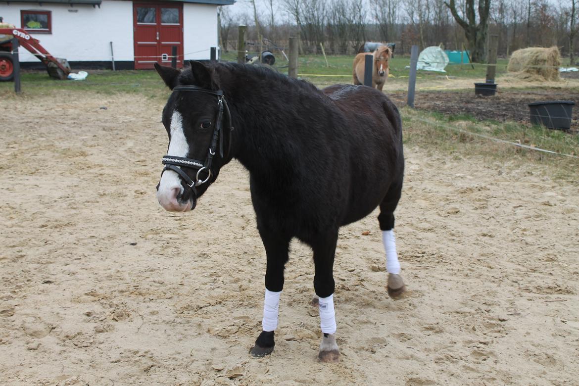 Welsh Mountain (sec A) Nørrehedens Bounty billede 9