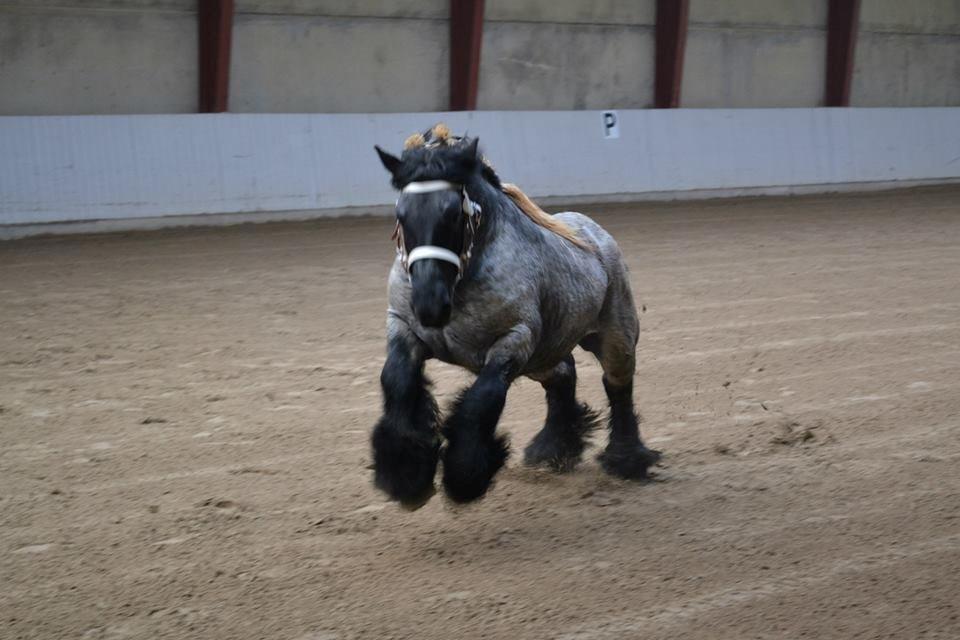 Belgier Mr. Blue af Brande billede 12