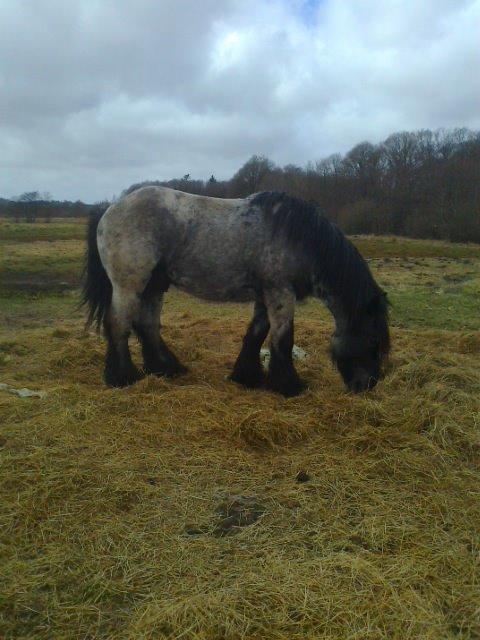 Belgier Mr. Blue af Brande billede 13