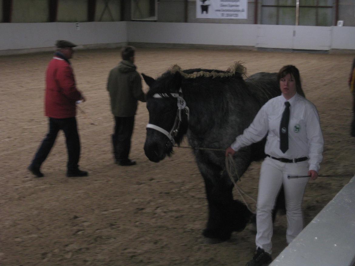 Belgier Mr. Blue af Brande billede 14