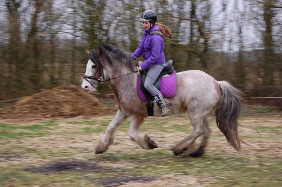 Irish Cob - Diamond [For evigt elsket] - Første galop i 10 måneder. Et billed som betyder alverden for mig! <3 billede 2