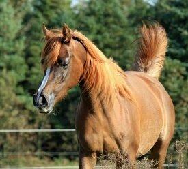 Arabisk fuldblod (OX) Al Shamah billede 2