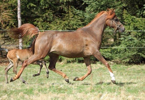 Arabisk fuldblod (OX) Al Shamah billede 3