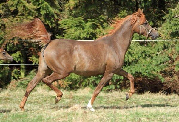 Arabisk fuldblod (OX) Al Shamah billede 4