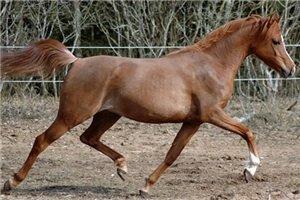 Arabisk fuldblod (OX) Al Shamah billede 5