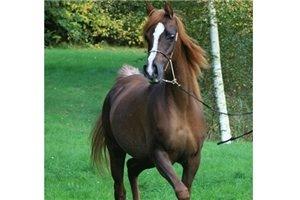 Arabisk fuldblod (OX) Al Shamah billede 6