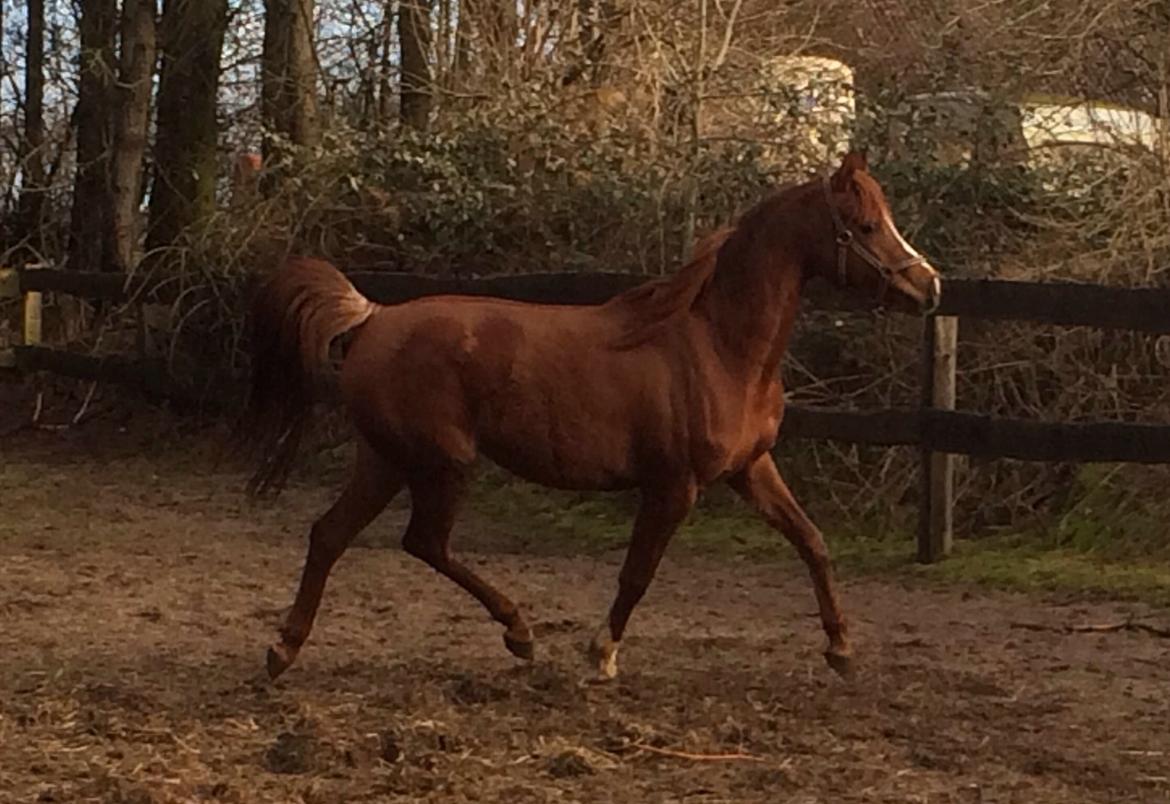 Arabisk fuldblod (OX) Al Shamah billede 7