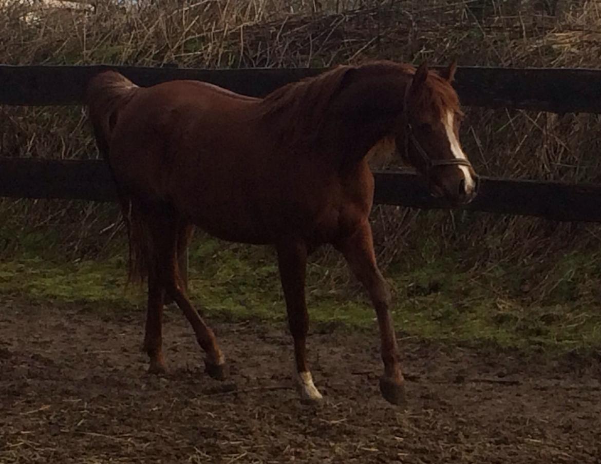 Arabisk fuldblod (OX) Al Shamah billede 8