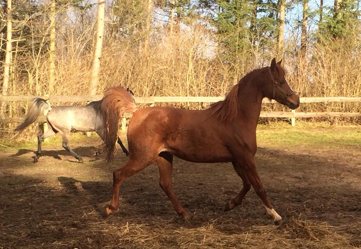 Arabisk fuldblod (OX) Al Shamah billede 9