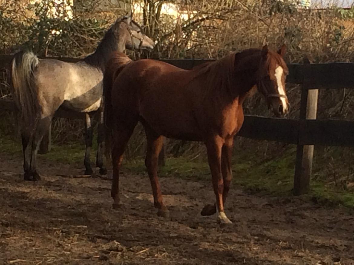 Arabisk fuldblod (OX) Al Shamah billede 10