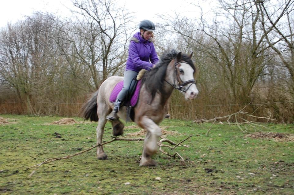 Irish Cob - Diamond [For evigt elsket] - Prøver at hoppe. <3 billede 19