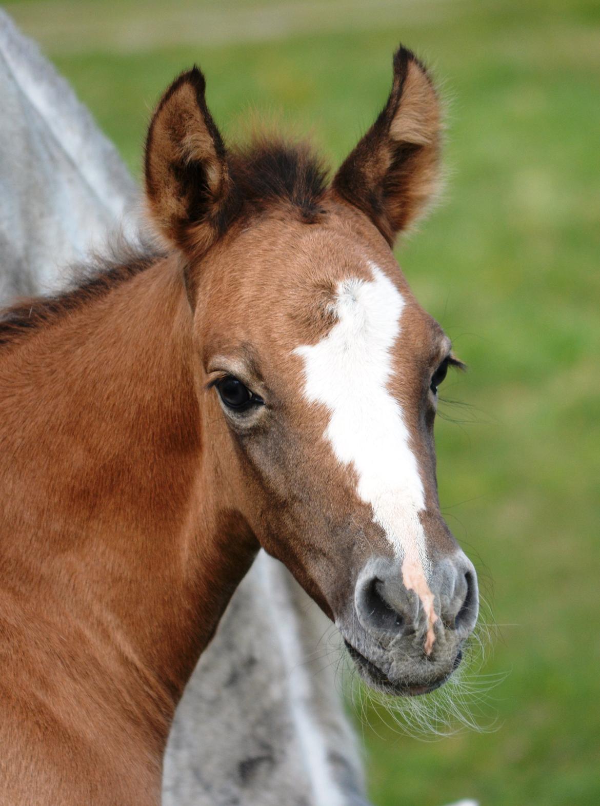 DSP Lykkebo Duncan - 18.03.14 billede 9