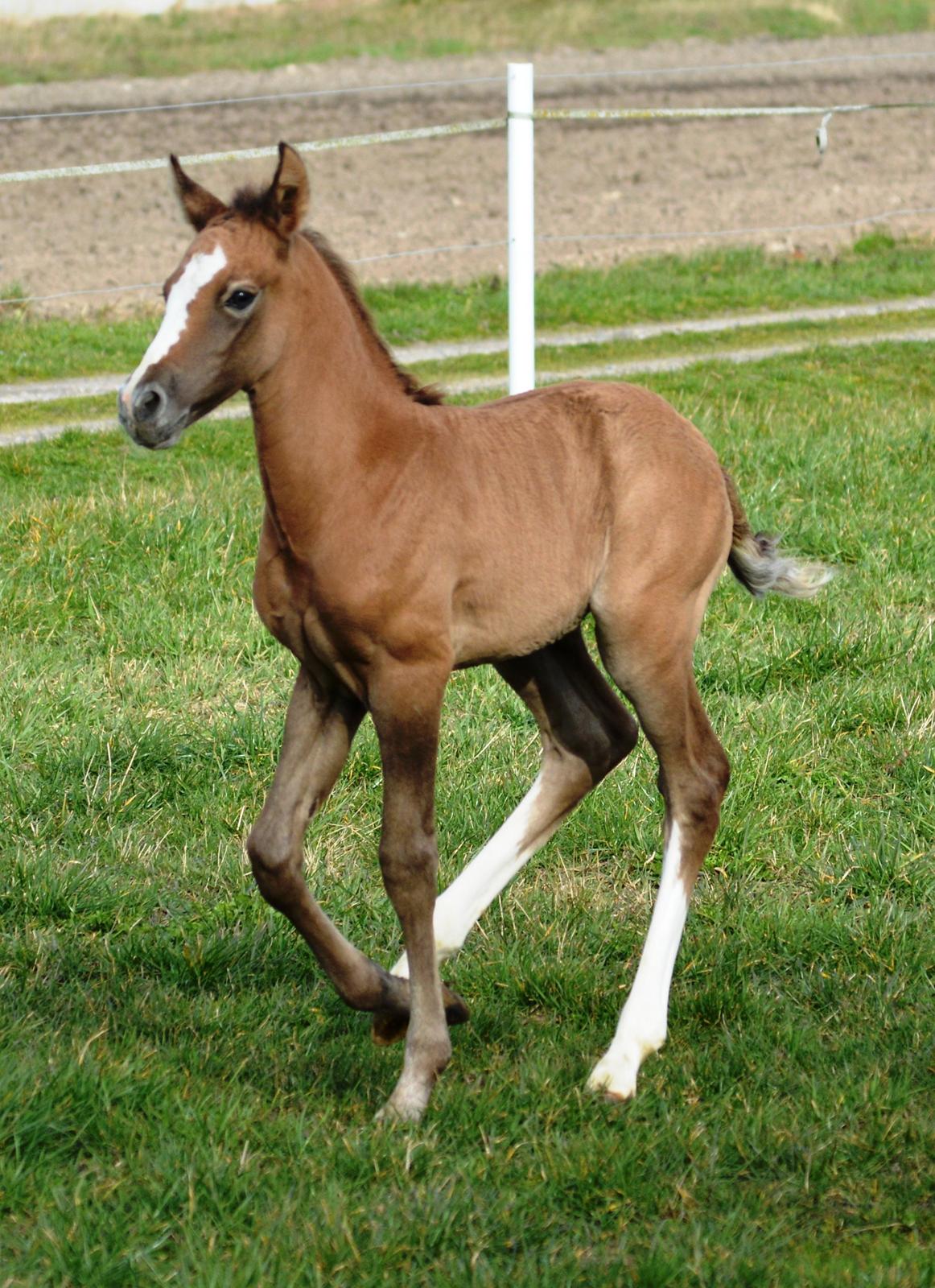 DSP Lykkebo Duncan - 18.03.14 billede 10