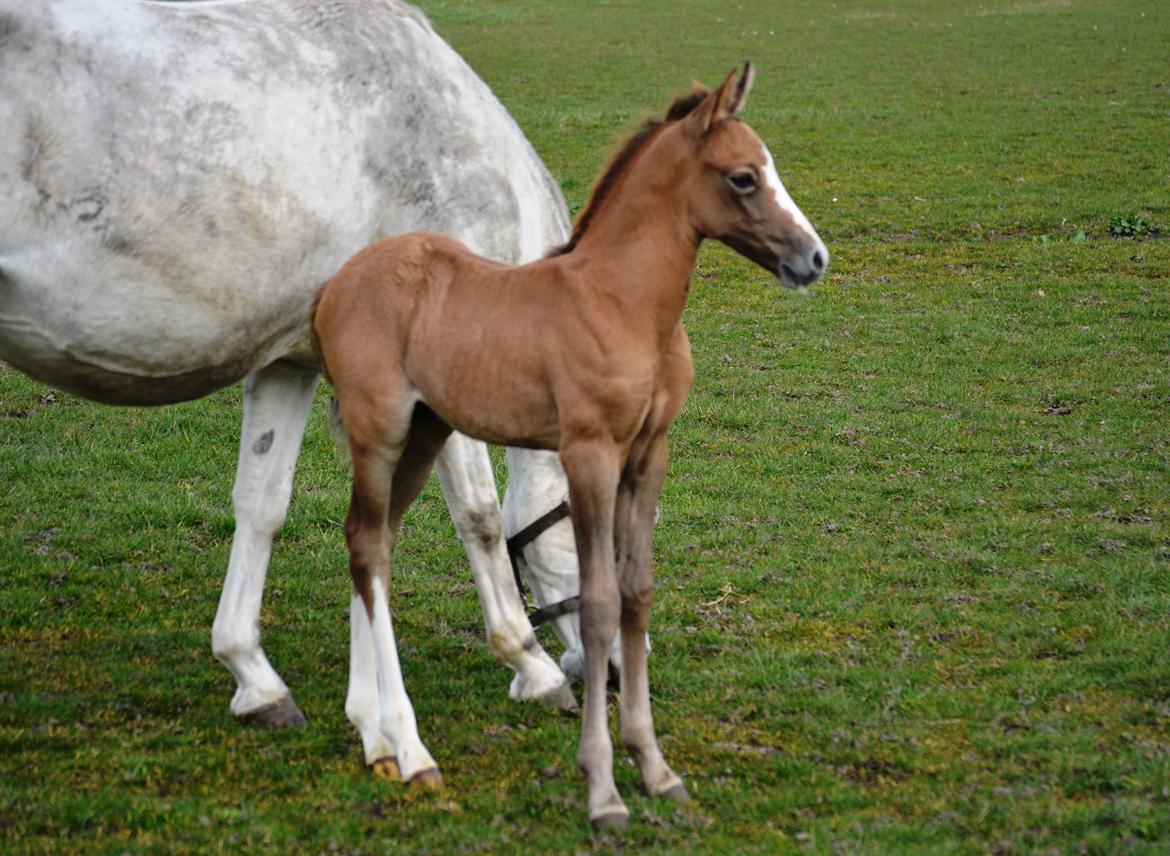 DSP Lykkebo Duncan - 18.03.14 billede 11