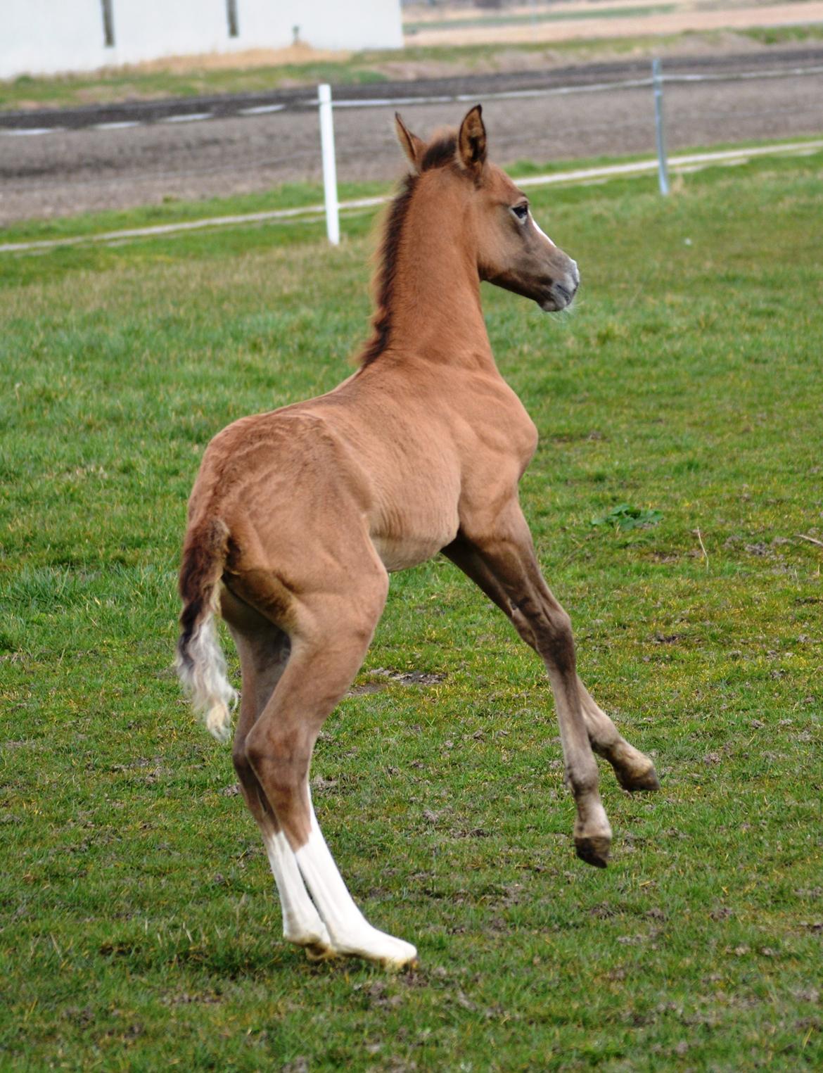 DSP Lykkebo Duncan - 18.03.14 billede 12