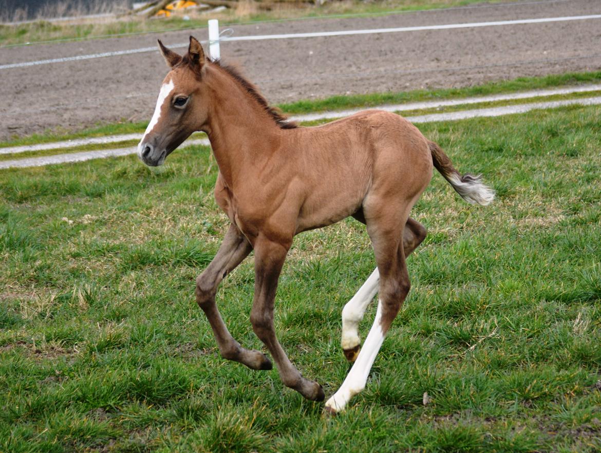 DSP Lykkebo Duncan - 18.03.14 billede 13
