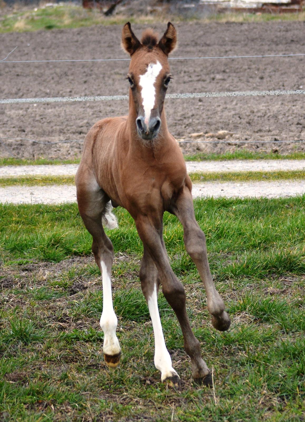 DSP Lykkebo Duncan - 18.03.14 billede 14