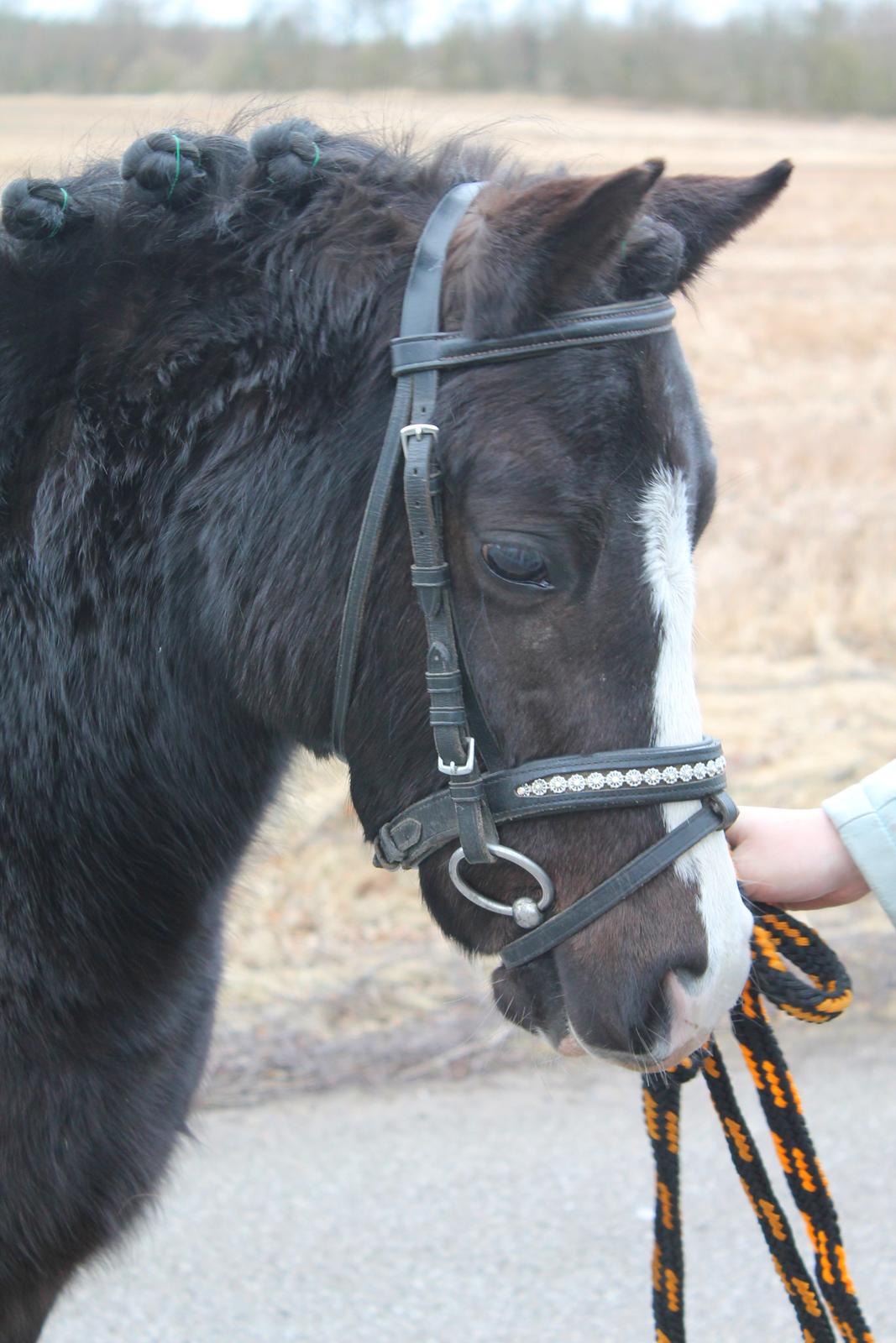 Welsh Mountain (sec A) Nørrehedens Bounty billede 3