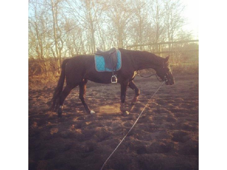 {{currentPhoto.altText}} billede {{currentPhoto.number}}