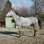 Anglo Araber (AA) Zenith Cooler