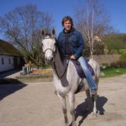 Anglo Araber (AA) Zenith Cooler