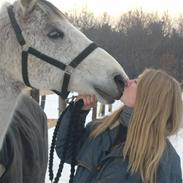 Anglo Araber (AA) Zenith Cooler