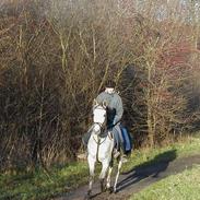 Anglo Araber (AA) Zenith Cooler