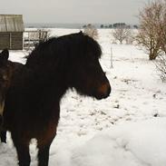 Dartmoor Sally <3