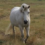 Connemara Bounty