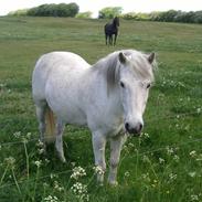 Connemara Bounty