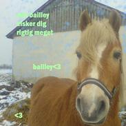 Haflinger bailley<33rider ikke mere