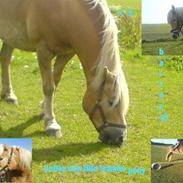 Haflinger bailley<33rider ikke mere
