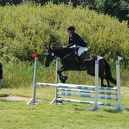 Anden særlig race Whesley >SOLGT<