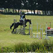 Anden særlig race Whesley >SOLGT<