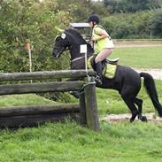 Anden særlig race Whesley >SOLGT<