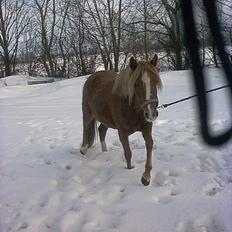 Anden særlig race Larsmindes Landia RIP